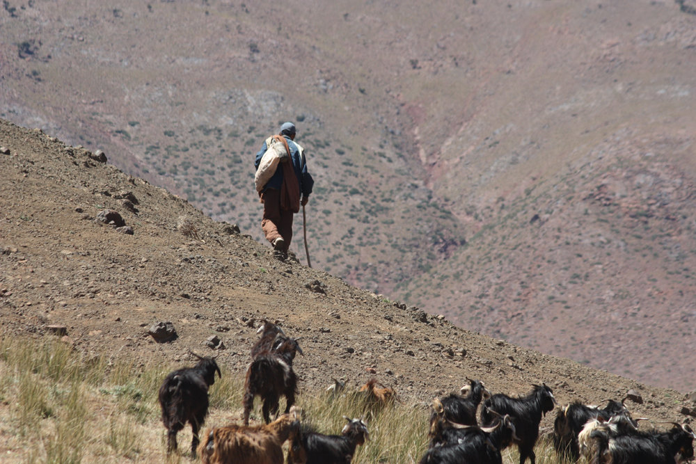 Morocco - High Atlas Mountains, Berber Goat Herder