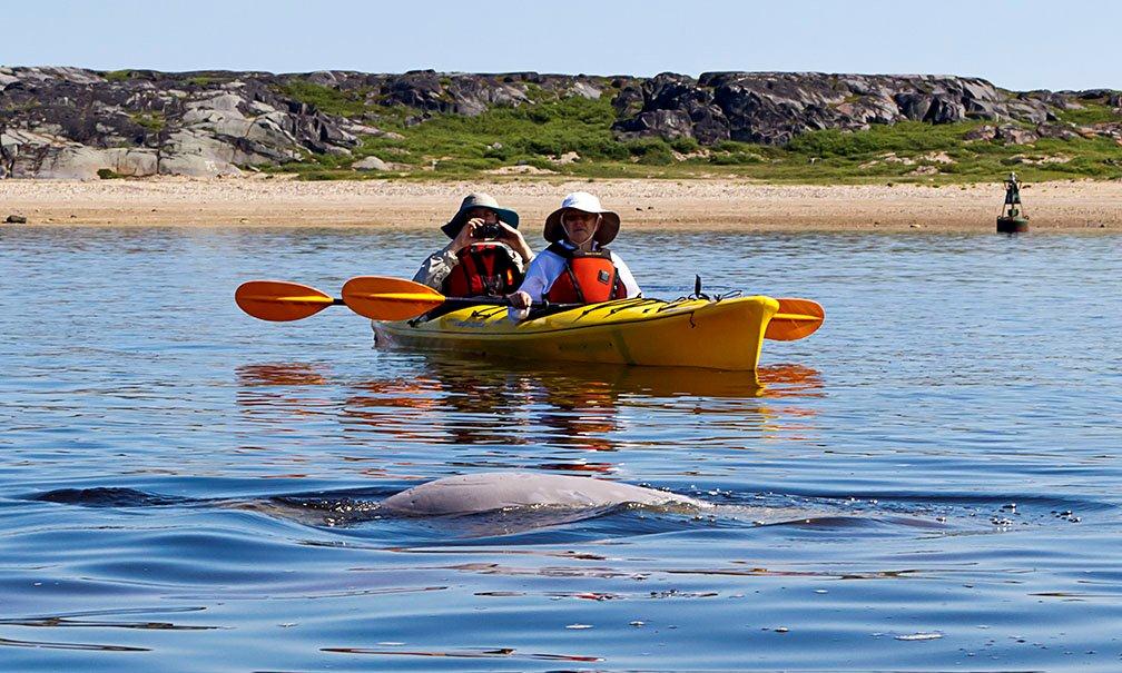 Churchill Mitchel Osborne - Women Ready To Snorkel With Belugas