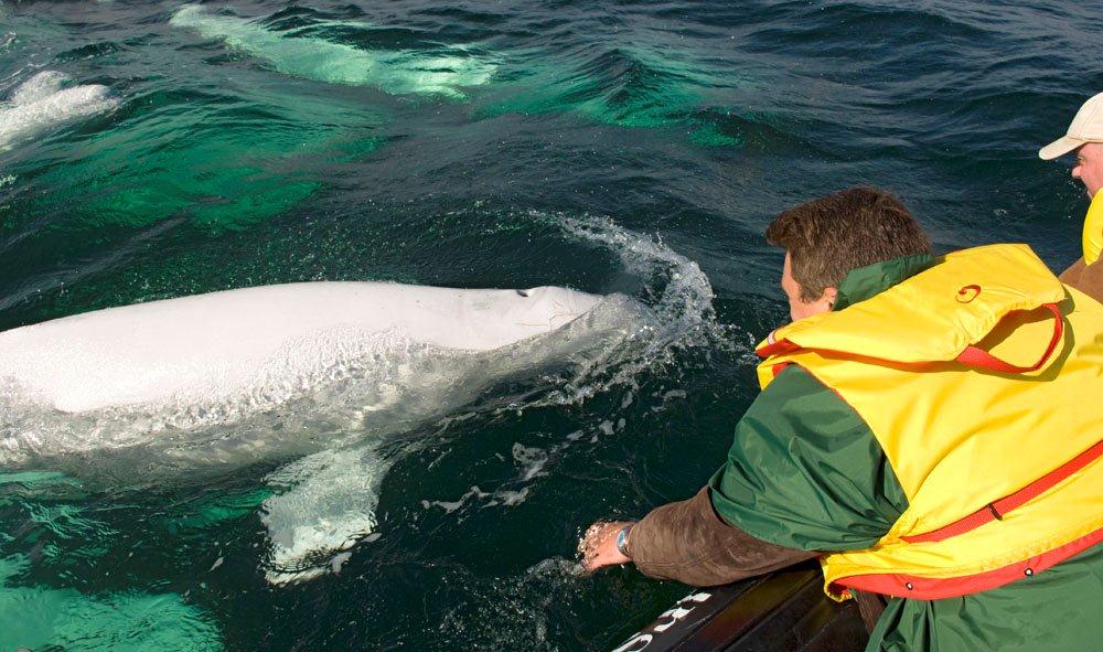 Churchill Travel Manitoba - Man Views Belugas From Boat