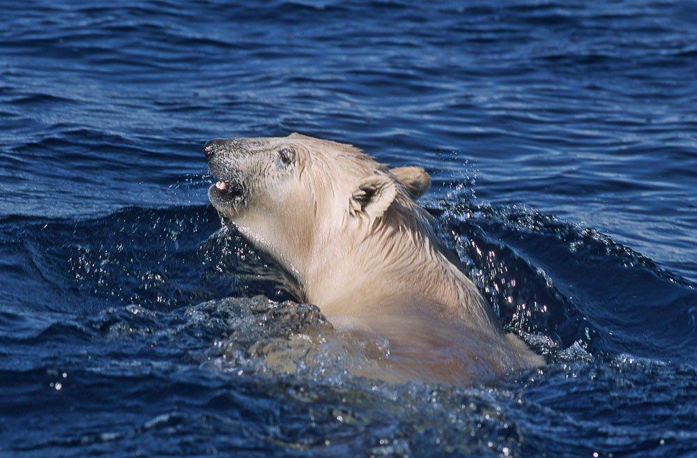 HudsonBay_Cardozo - Polar Bear Swimming