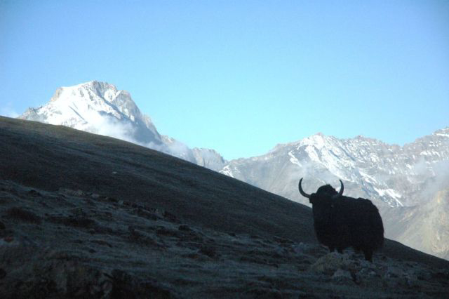 Himalaya yak Michael McCarthy