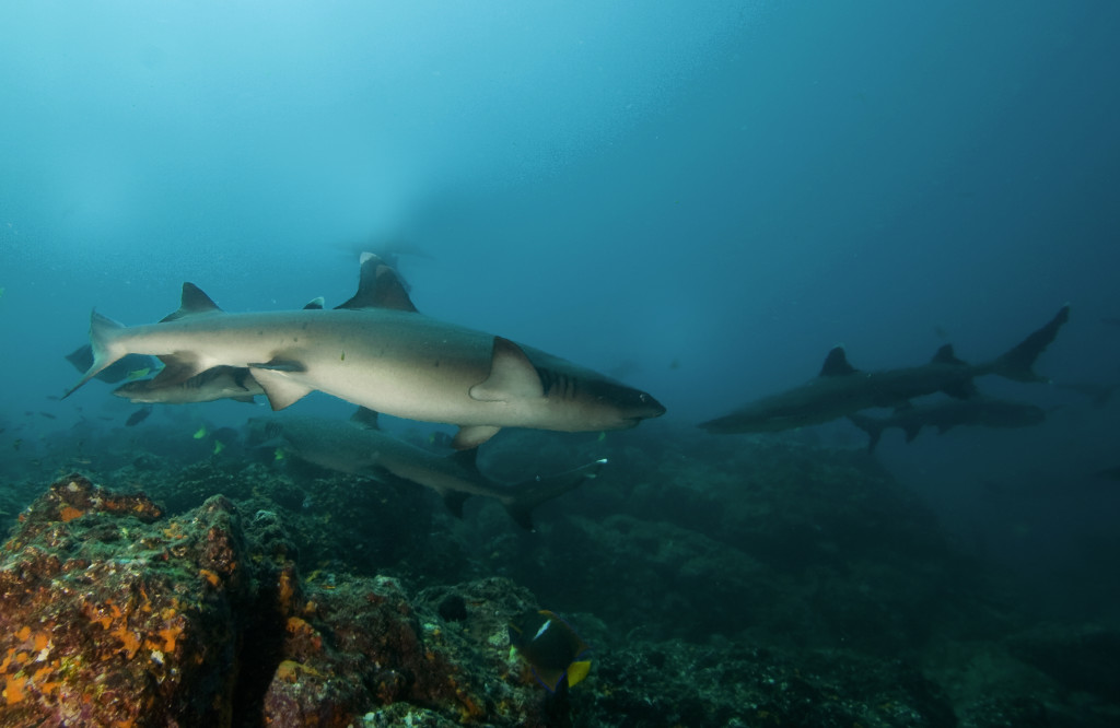 White Tips at Canales Island