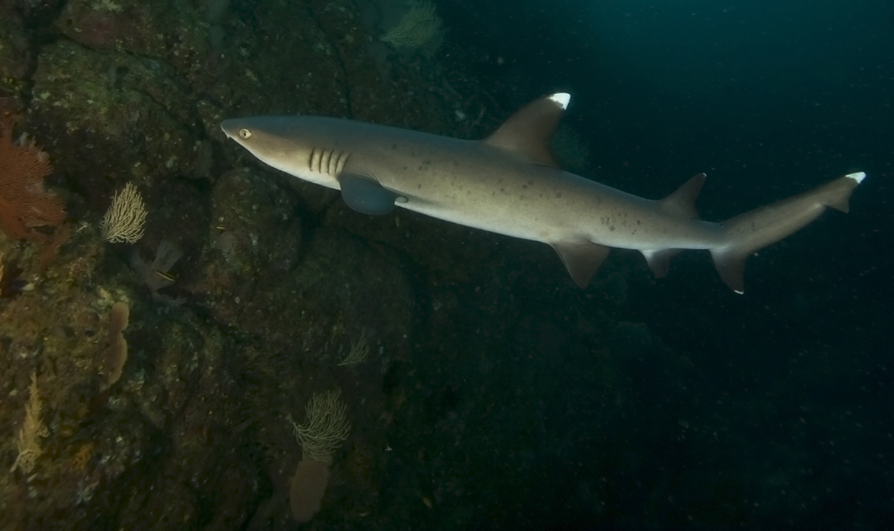 White Tip Reef Shark