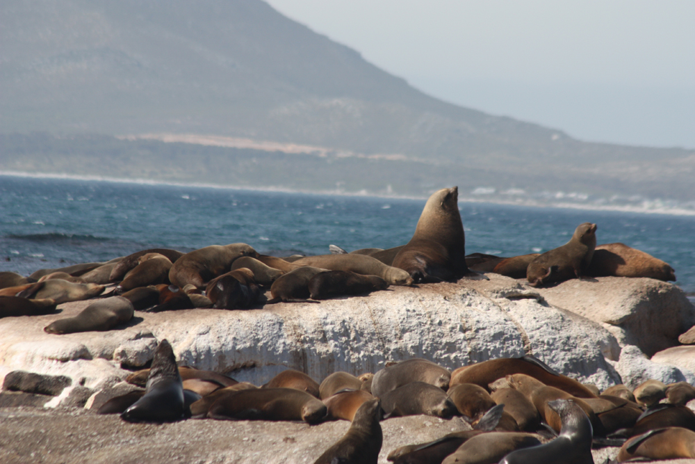 South Africa Duiker Seal Island - Cape Fur Seals