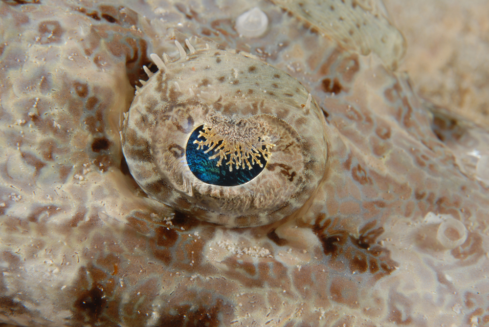 Crocodile Fish Eye Cameron Azad