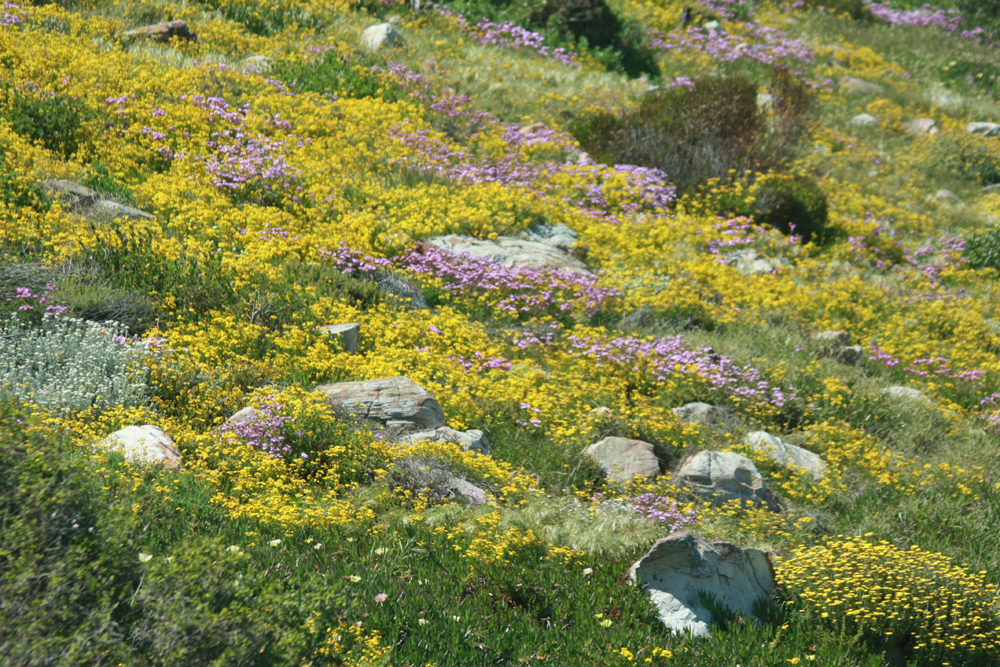 fynbos flower vegetation