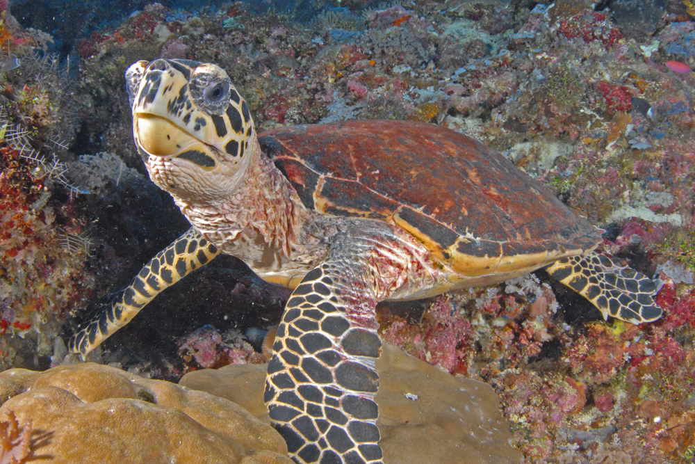 Hawksbill Turtle Cameron Azad