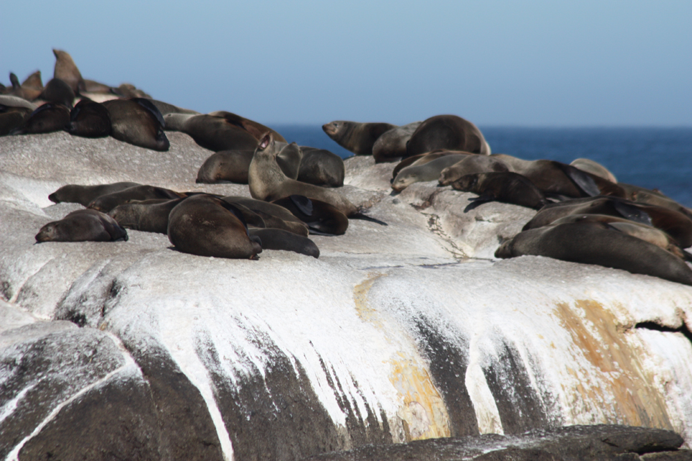 Duiker Island Cape Fur Seals