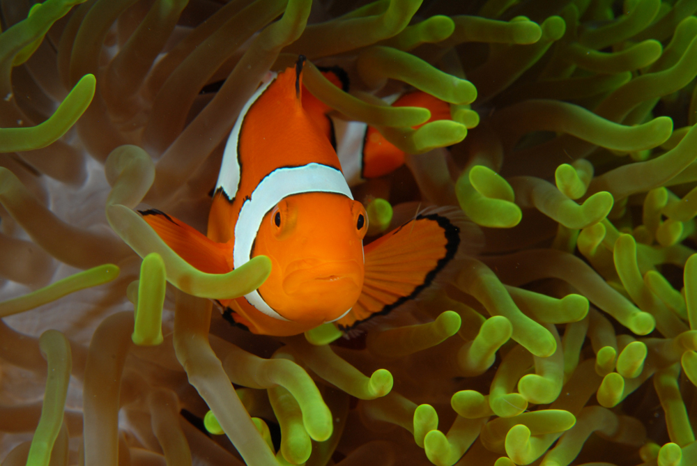 Tomato Anemone Fish Cameron Azad