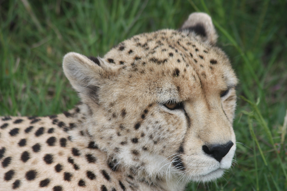 Tenikwa Wildlife Awareness Centre Cheetah