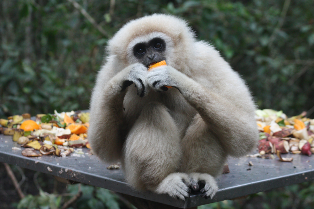 Monkey land Gibbon