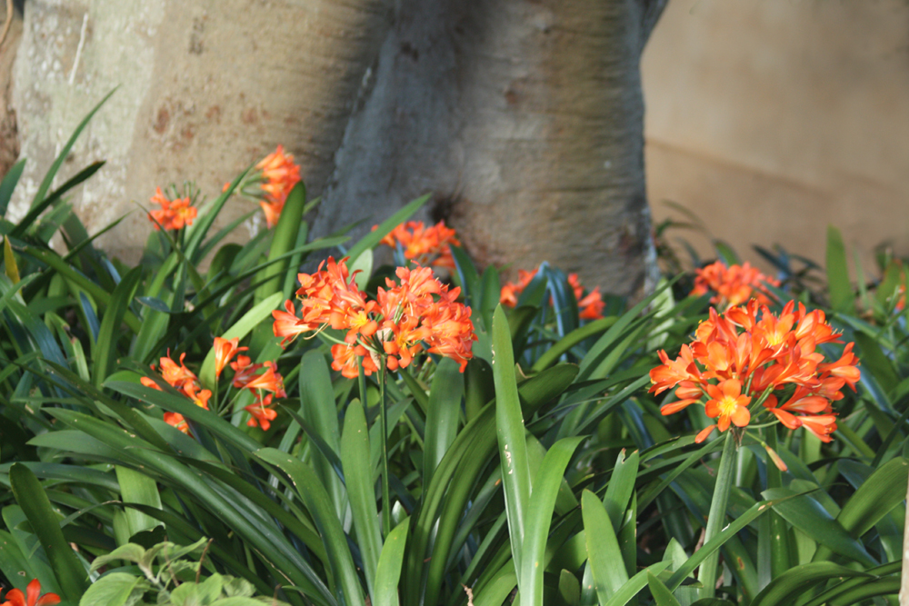 Kirstenbosch Gardens flowers