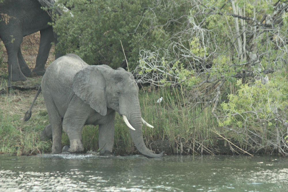 Sambezi River Elephant South Africa