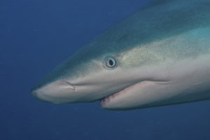 04-caribbean-reef-shark-kathy-krucker-1